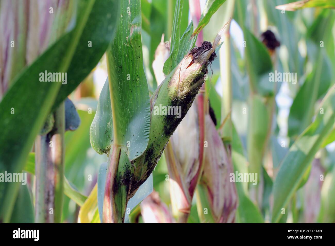 The Bird cherry-oat aphid (Rhopalosiphum padi) is an aphid in the ...