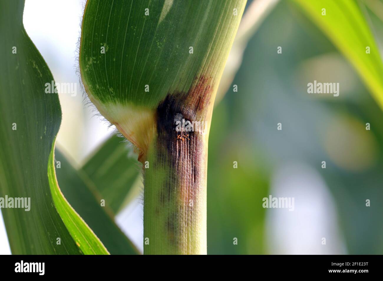 European corn borer damage hires stock photography and images Alamy