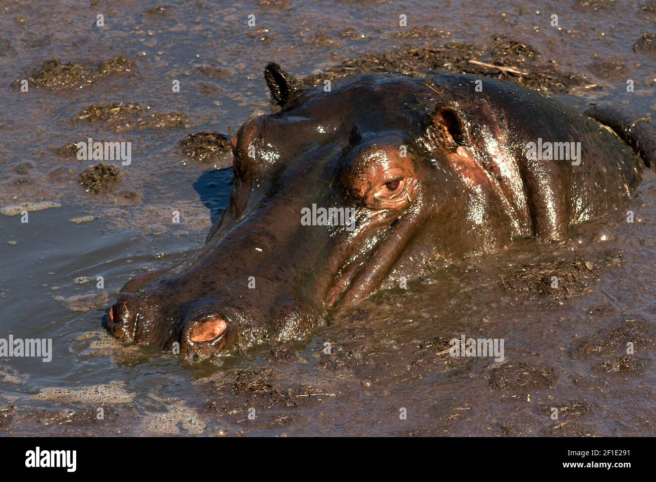 The springs at Ikuu in Katavi National Park are vital to the local Hippo population as a reliable wallow they can spend the dry season. Stock Photo