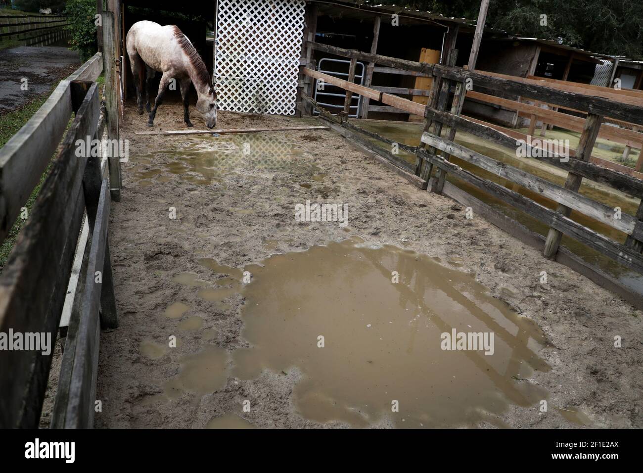 A horse at the Rancho Gonzalez stable in Davie, avoids a large puddle water days after Tropical Storm Eta flooded parts of South Florida. (Photo by Carline Jean/South Florida Sun Sentinel/TNS/Sipa USA) Stock Photo
