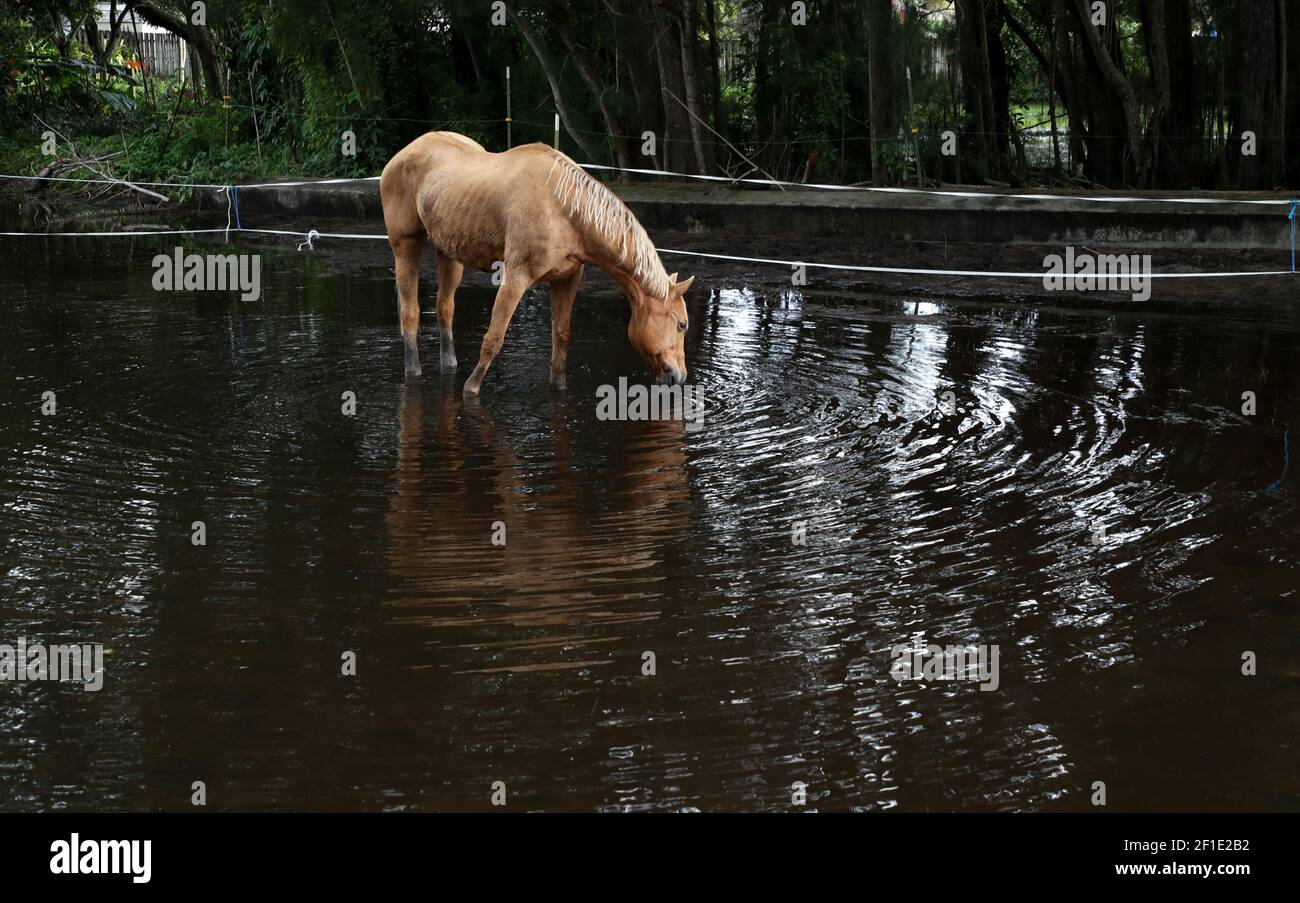 A horse is seen walking in water at the Rancho Gonzalez stable in Davie. Horse barns in Davie and Southwest Ranches are under water days after Tropical Storm Eta flooded parts of South Florida. (Photo by Carline Jean/South Florida Sun Sentinel/TNS/Sipa USA) Stock Photo