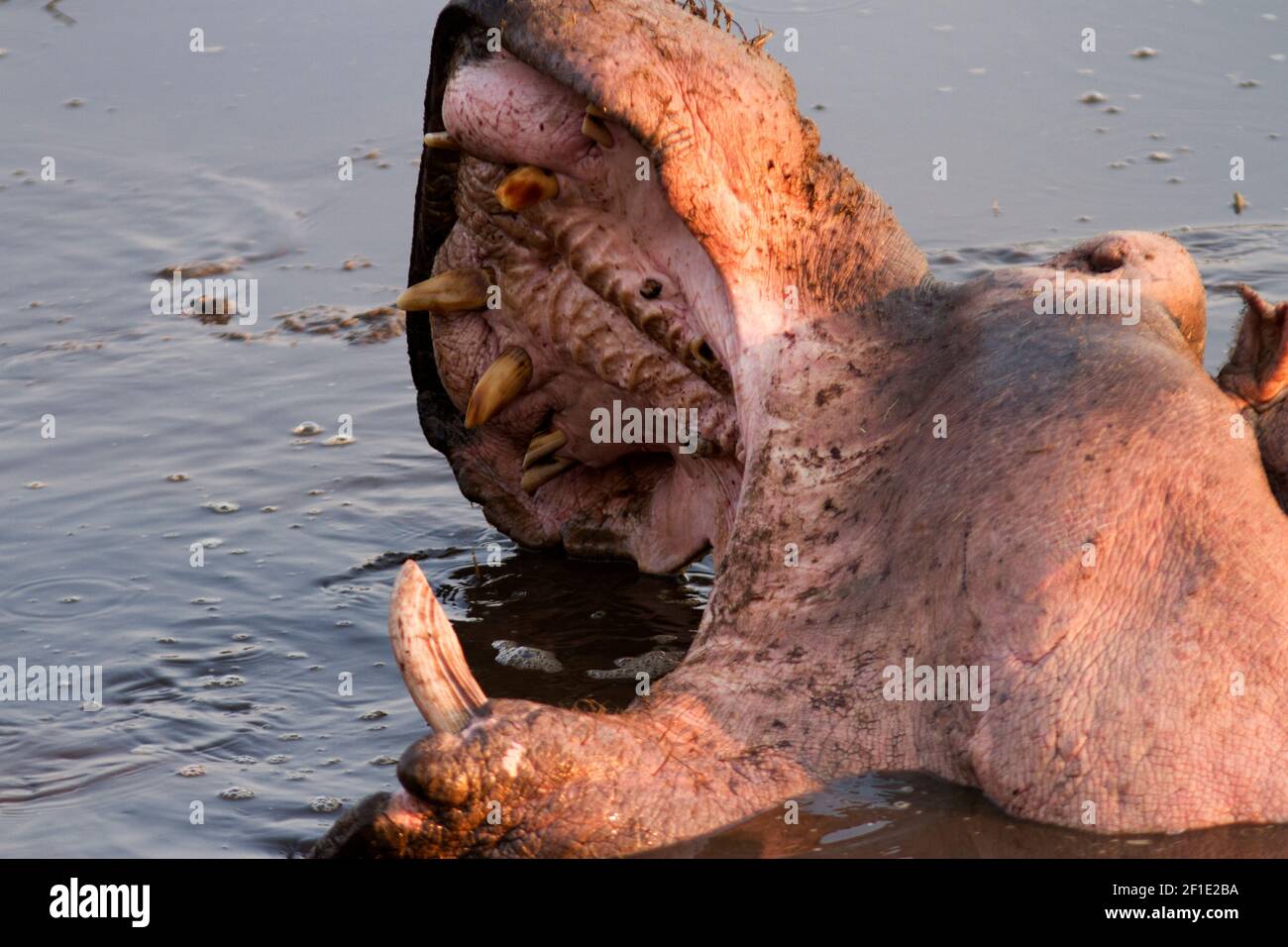 Even as he rests a hippo bull makes a yawning gesture to those around him. This behaviour displays the canines and incisors that they use to fight Stock Photo