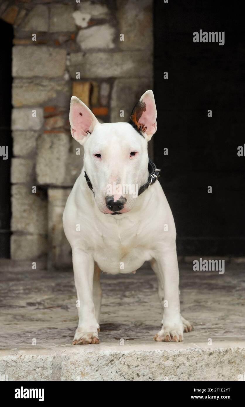 An adorable white Bull Terrier dog standing outside Stock Photo - Alamy