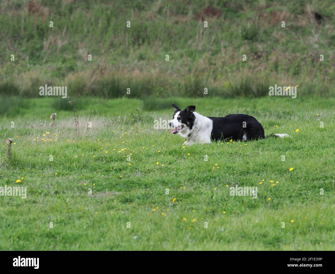 A working sheep dog moves a large flock of sheep through a field. Stock Photo