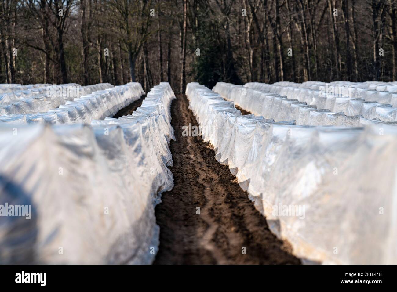 Asparagus Greenhouse Hi Res Stock Photography And Images Alamy