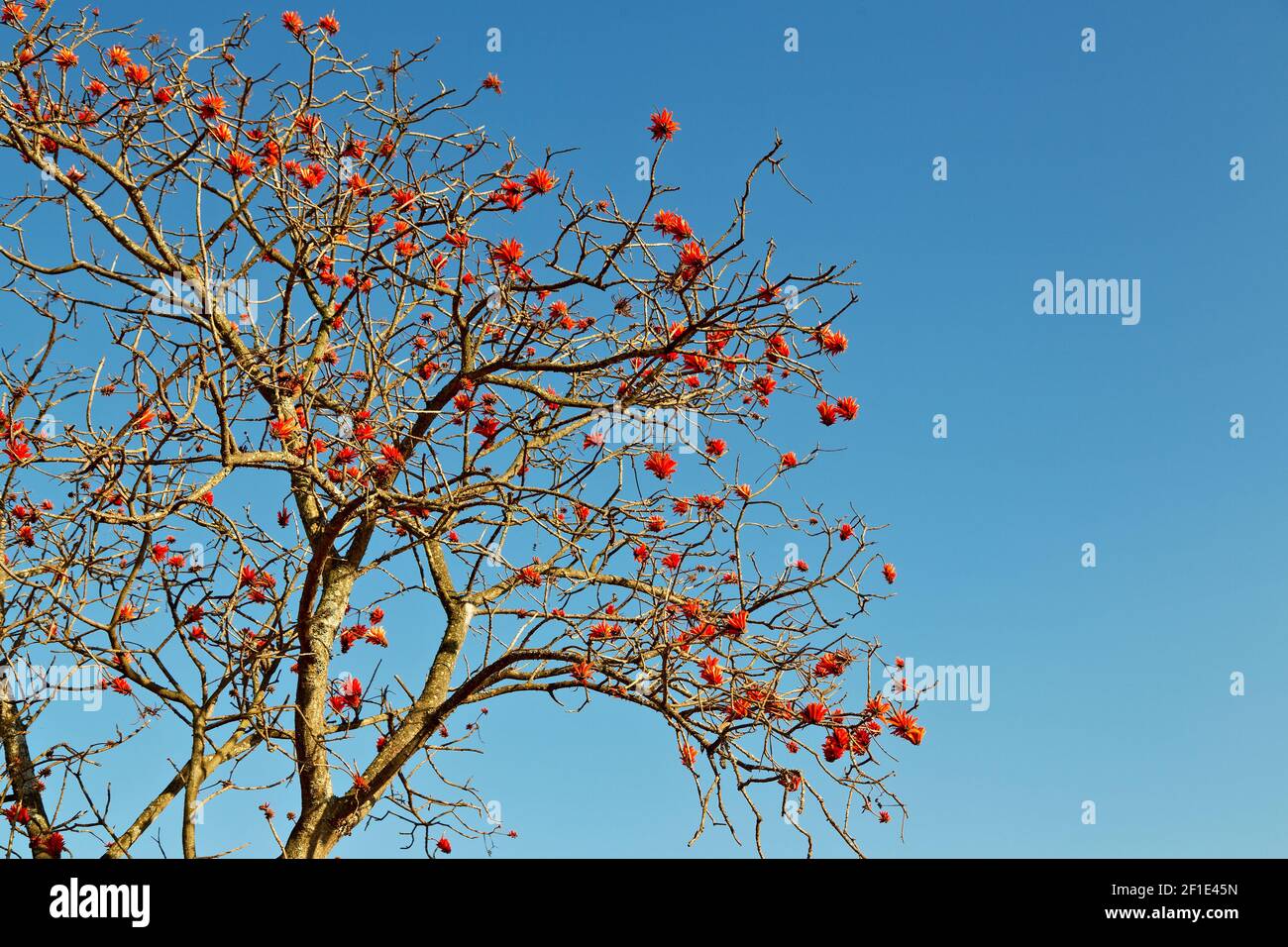 Close up of   flower plant and clear sky Stock Photo