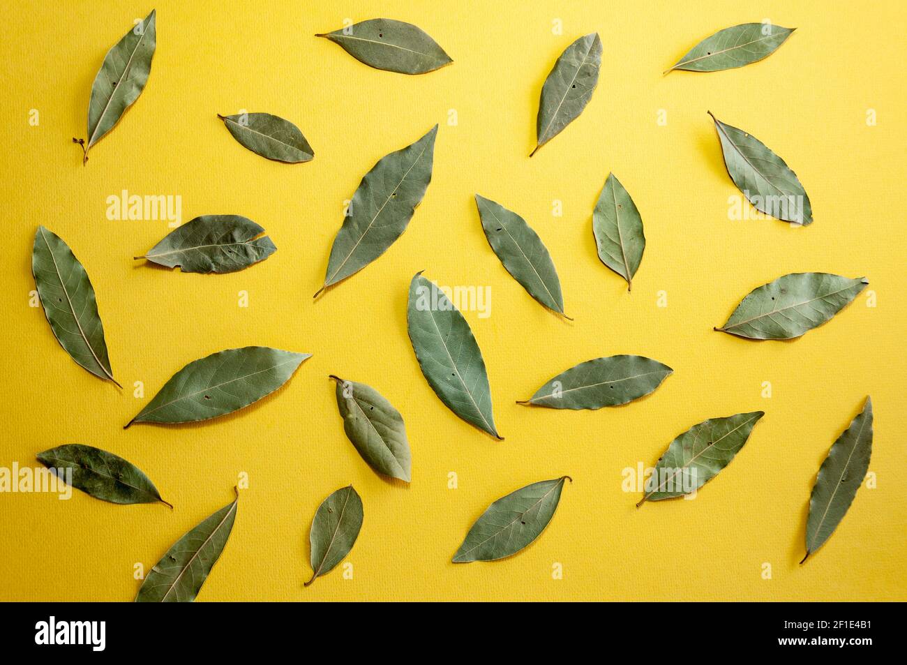 Dried bay laurel leaf isolated on rich yellow background Stock Photo