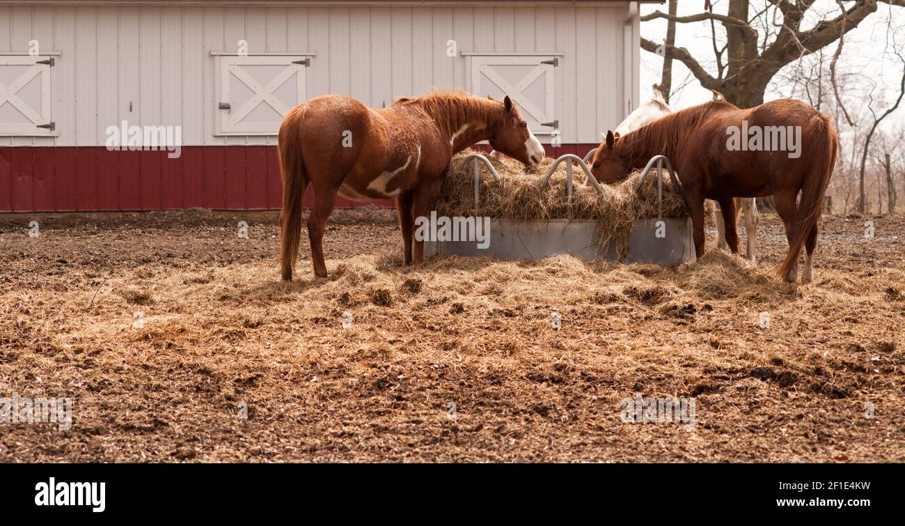 Ranch Paddock Feed Circle Livestock Horses Feeding Stray Hay Stock Photo Alamy