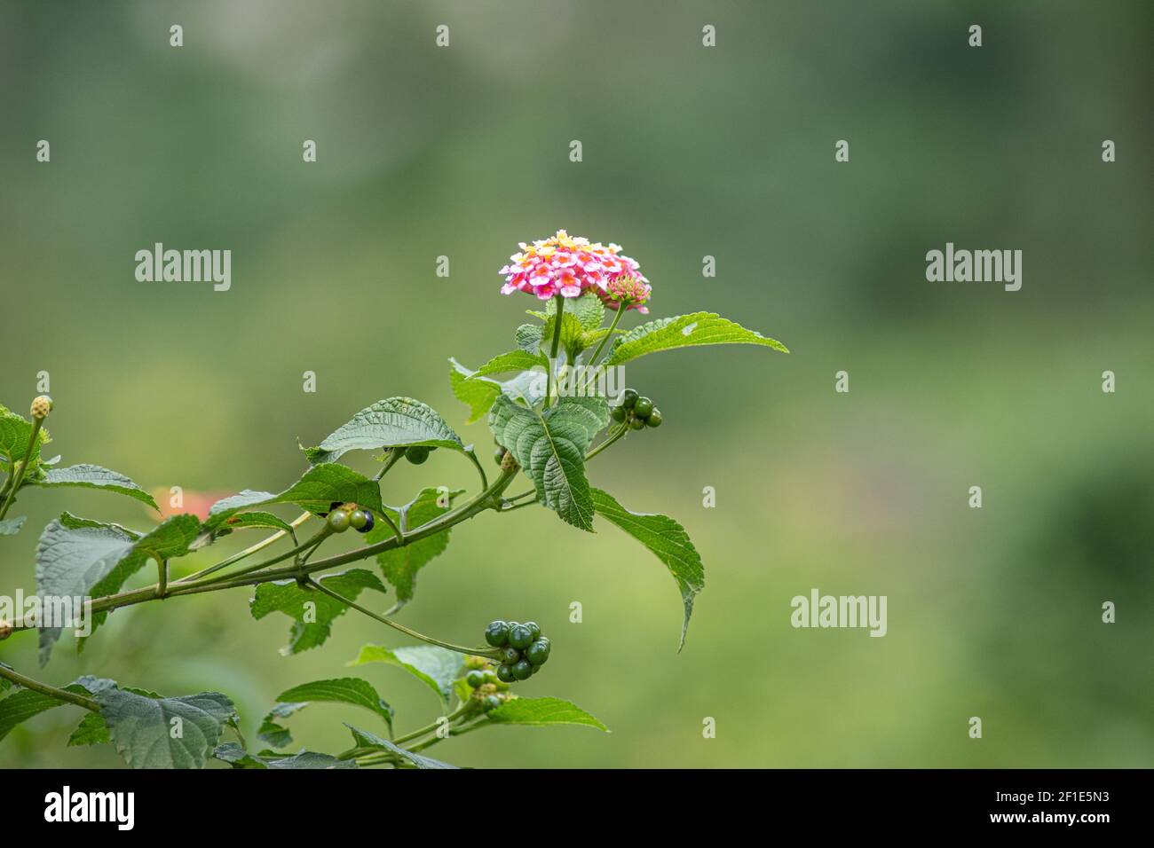Flower of perennial bushy plant that blooms throughout the year Stock Photo