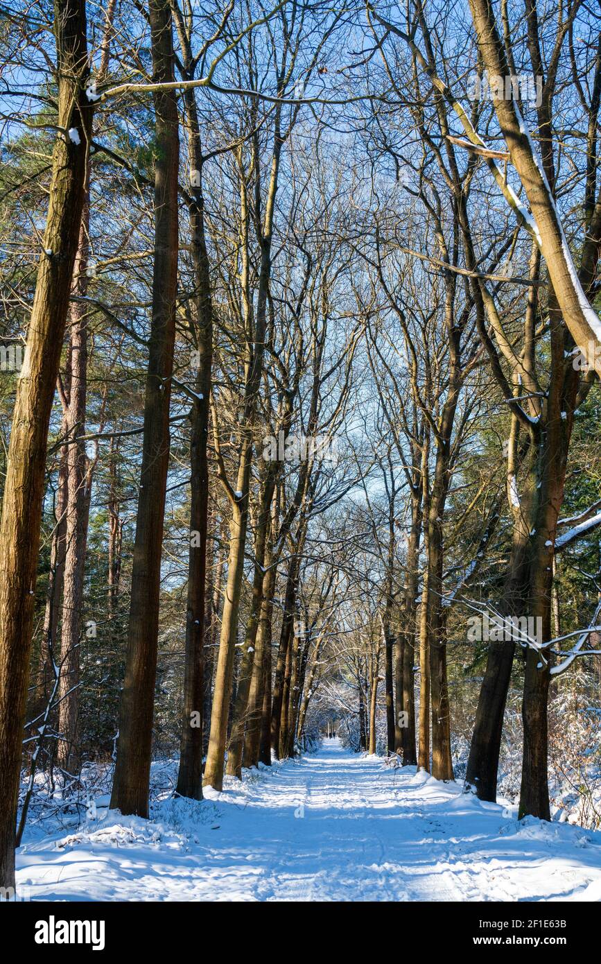 Winter scene with snow in the forest Stock Photo Alamy