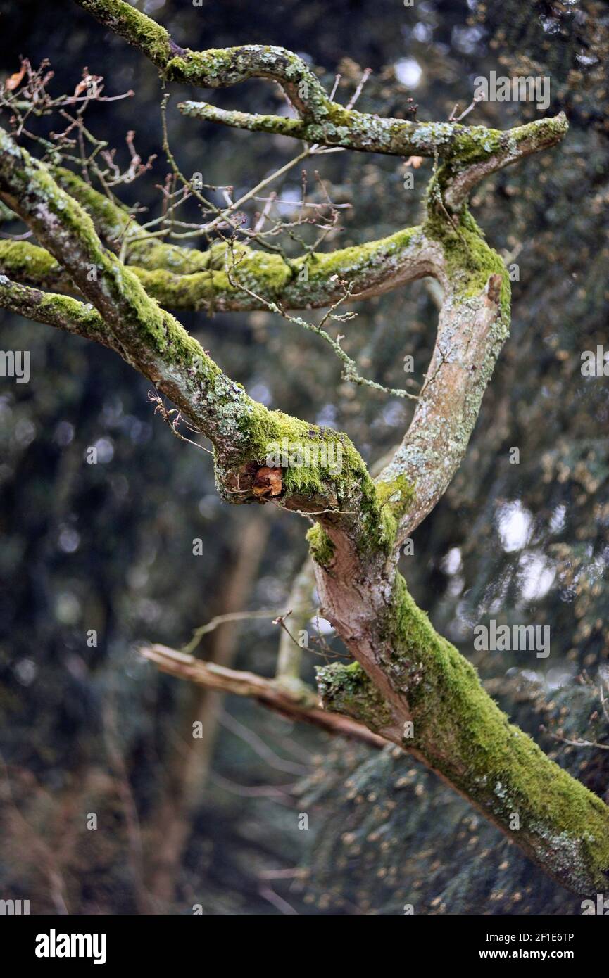 moss covered dormant tree Stock Photo Alamy