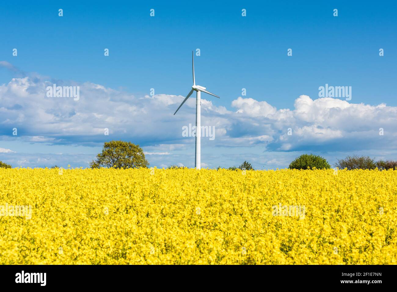 Rapsfeld in voller Blüte an der Ostseeküste in Schleswig-Holstein Stock ...