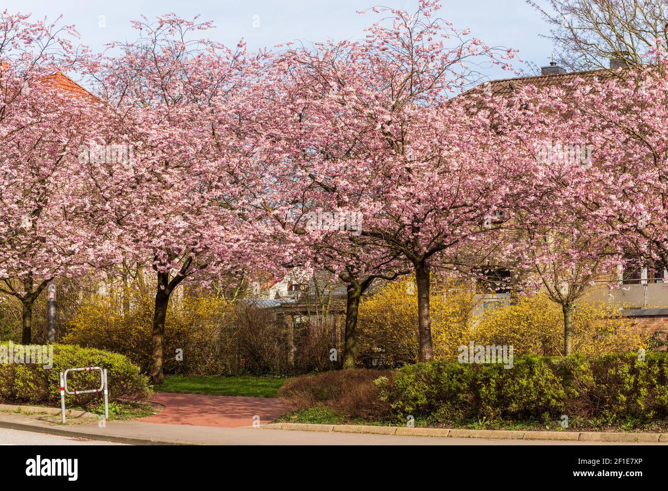 Apfelbaumallee in voller Blüte im Frühjahr in einer Stadt in Schleswig-Holstein Stock Photo
