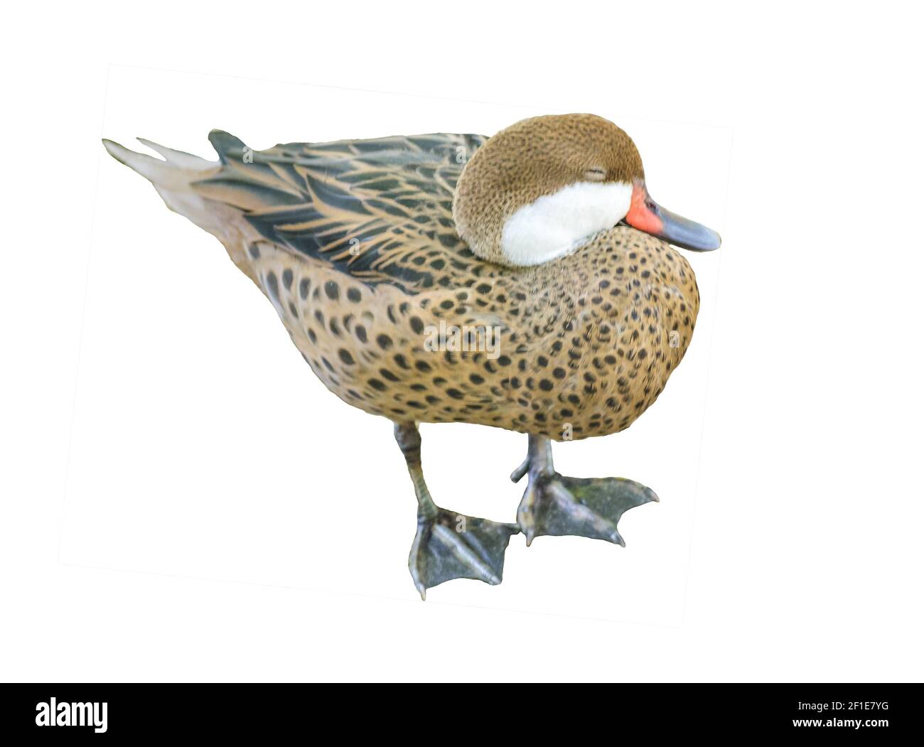 Anas Bahamensis Isolated Stock Photo Alamy anas-bahamensis-isolated-stock-photo-alamy