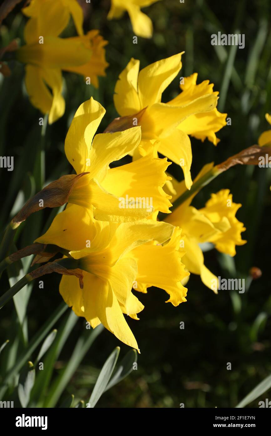 Whiteleys Farm, Maybole, South Ayrshire , Scotland, UK. The farm hjas now been taken over by a charity known as Whiteleys Retreat which provides free therapeutic short breaks for children, young people and their families with cancer and life altering illnesses.  The bloom of daffodils in the spring time is an apt symbol of hope hope and postivity Stock Photo