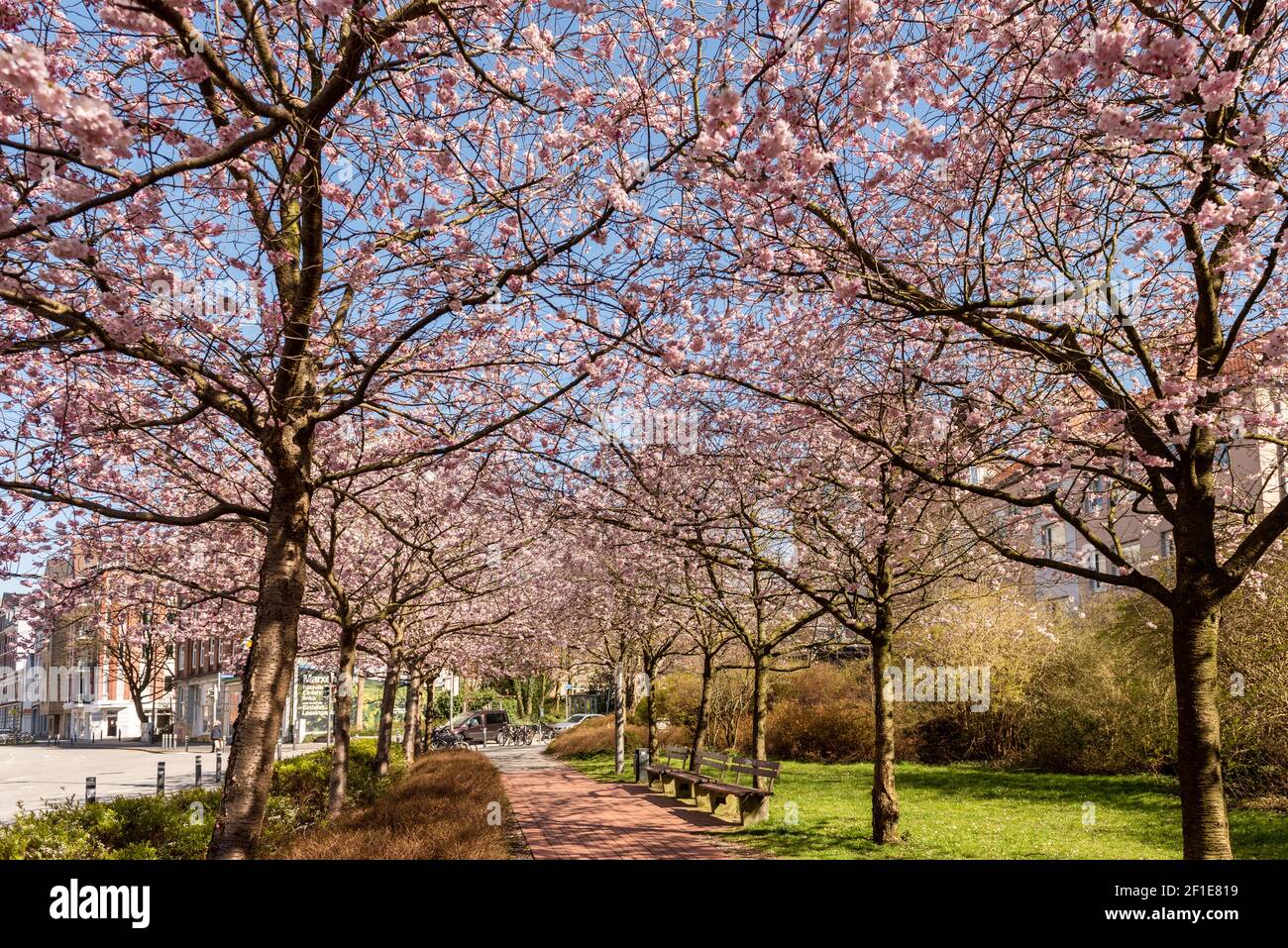 Apfelbaumallee in voller Blüte im Frühjahr in einer Stadt in Schleswig-Holstein Stock Photo