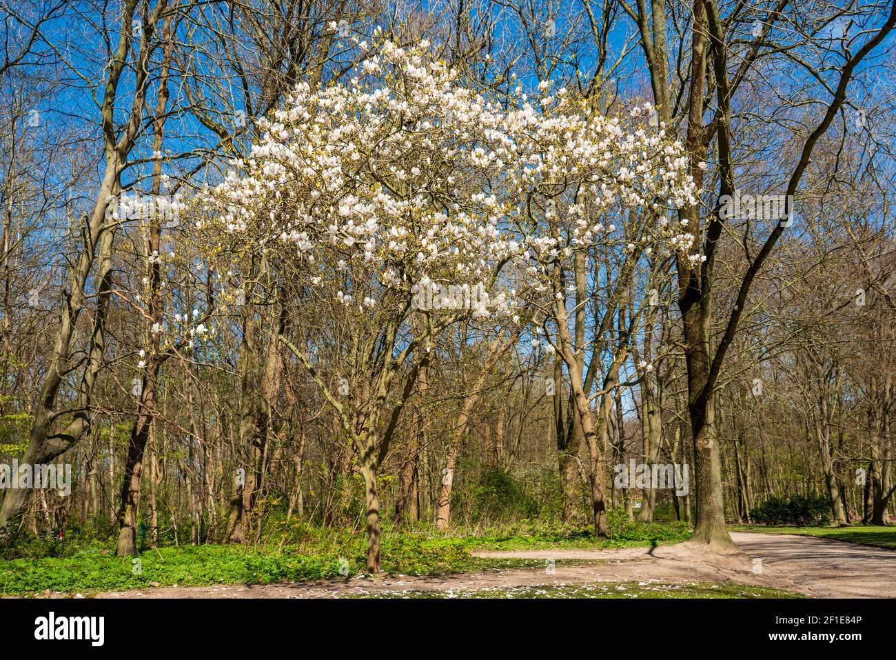 Baum mit weißen Blüten im Frühjahr in einer Parkanlage Stock Photo Alamy