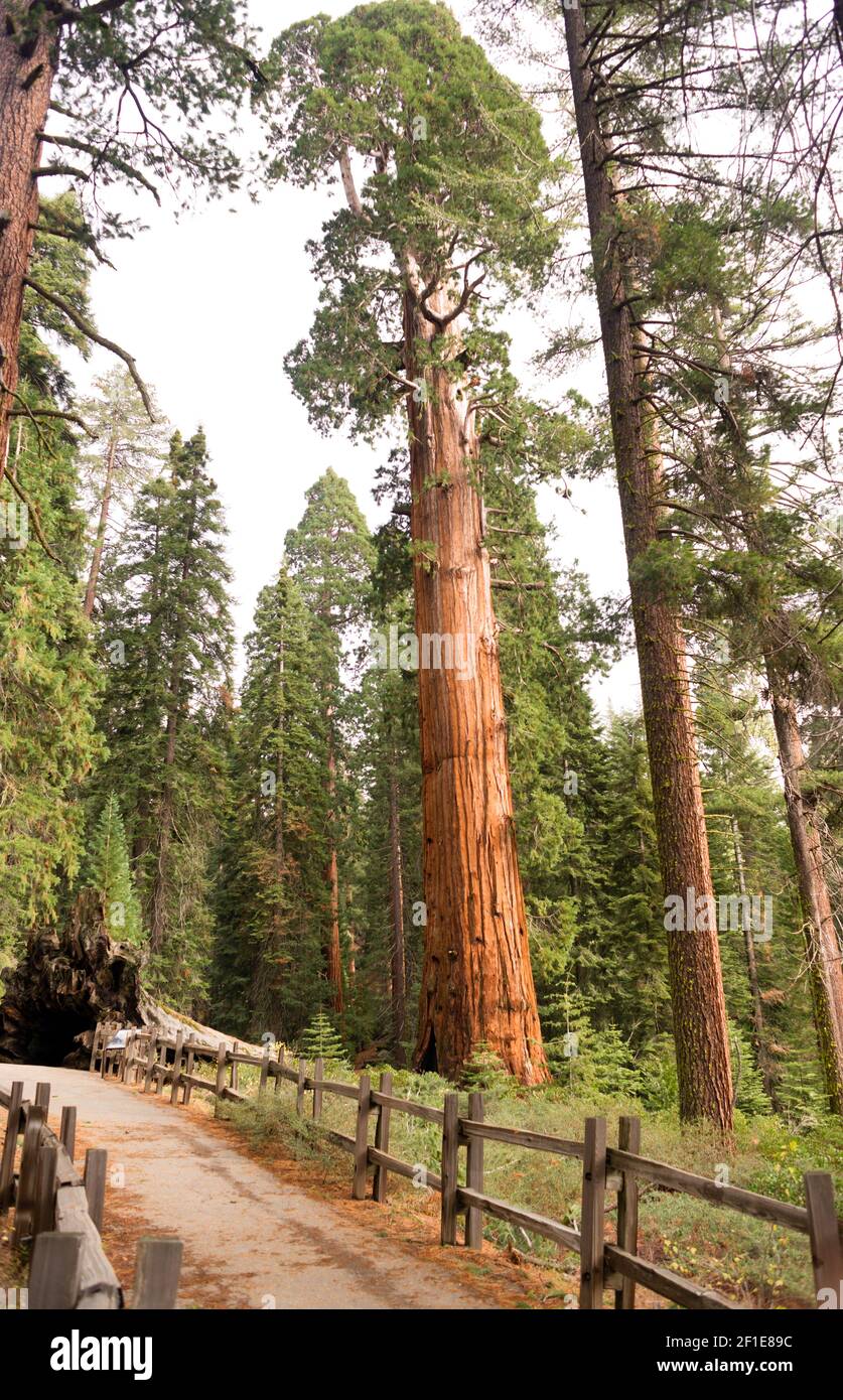 Giant ancient trees