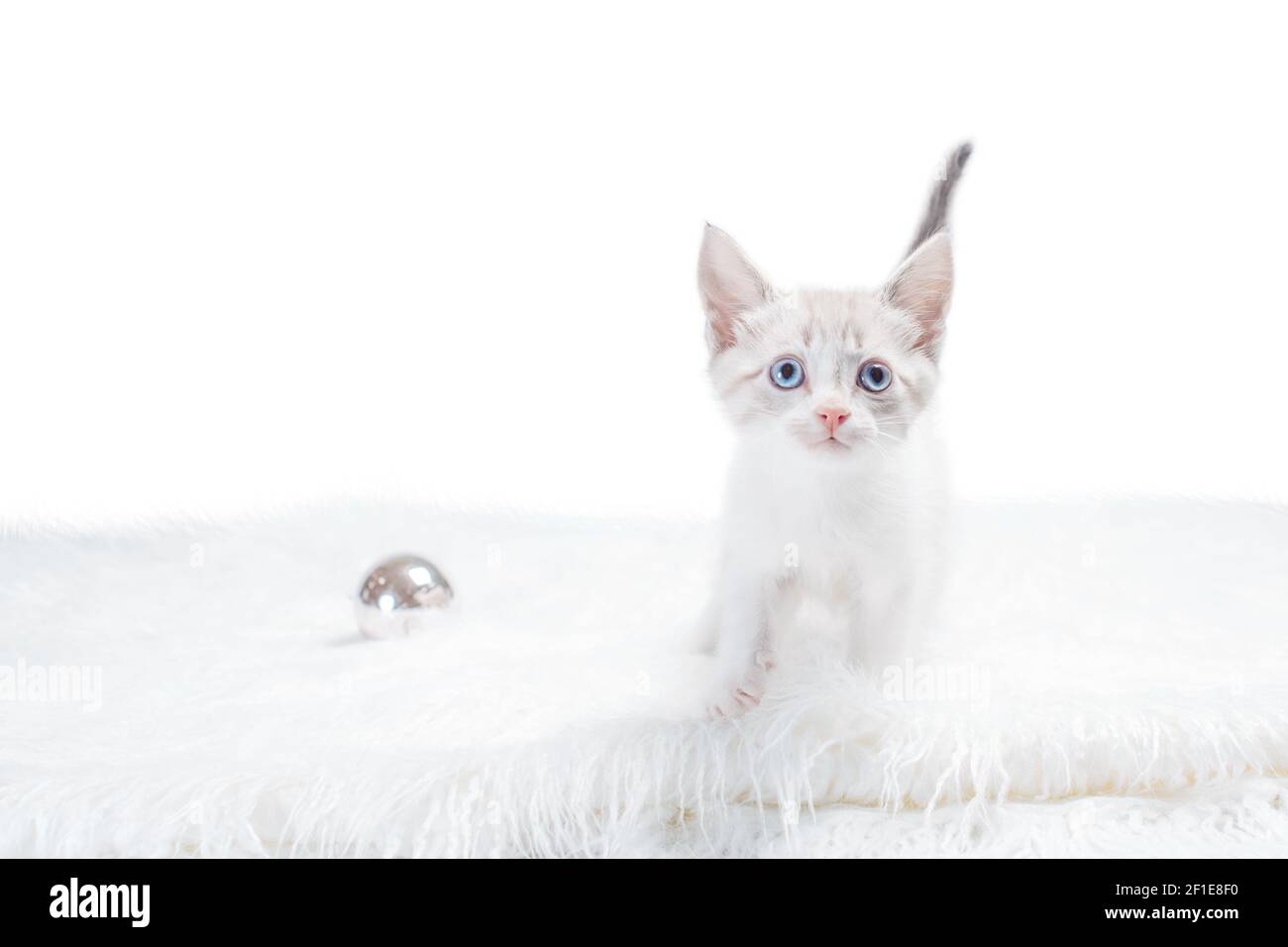 isolated small color-point kitten on a white fur rug with steel ball Stock Photo