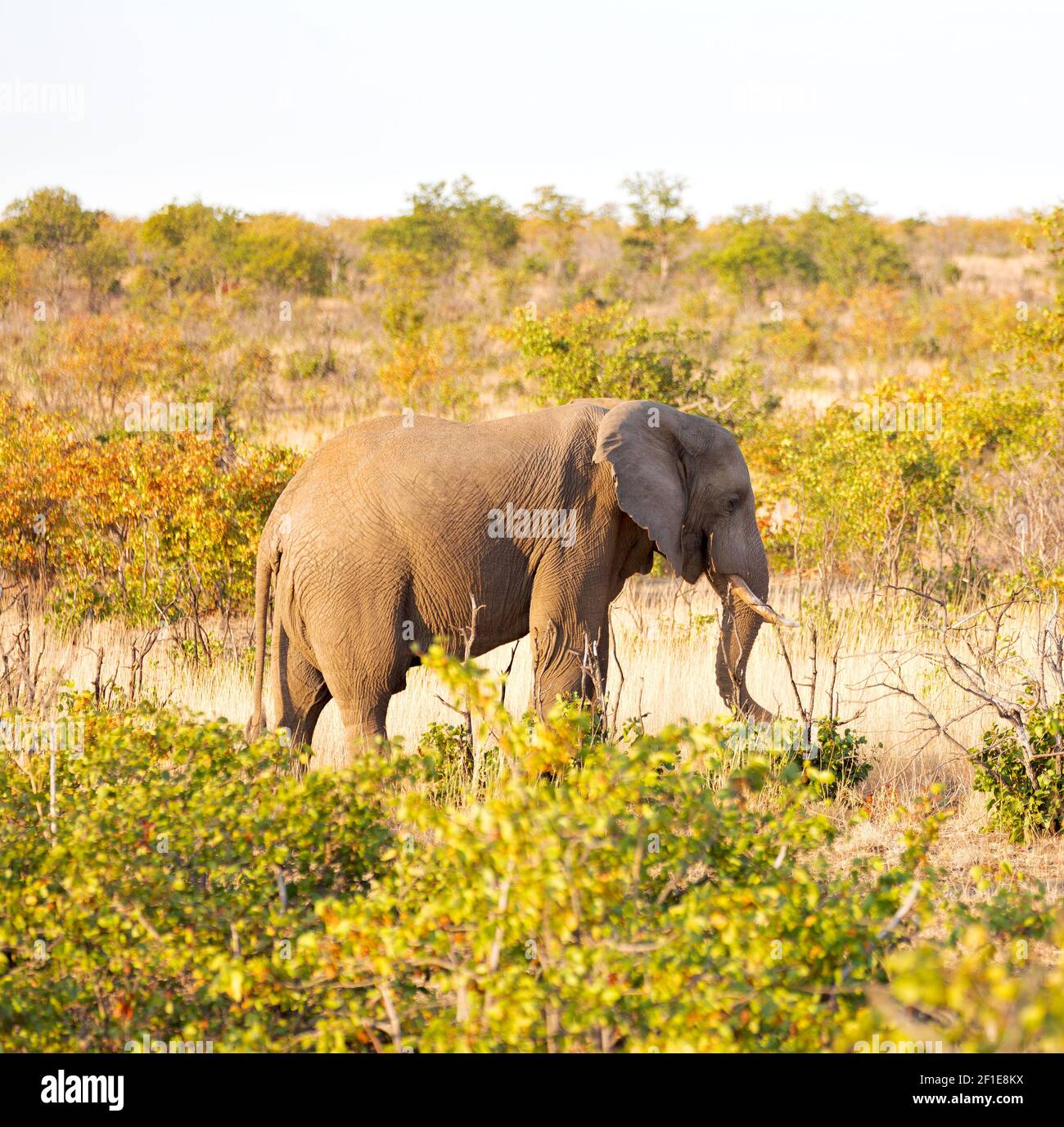 In south africa wildlife nature reserve and elephant Stock Photo Alamy