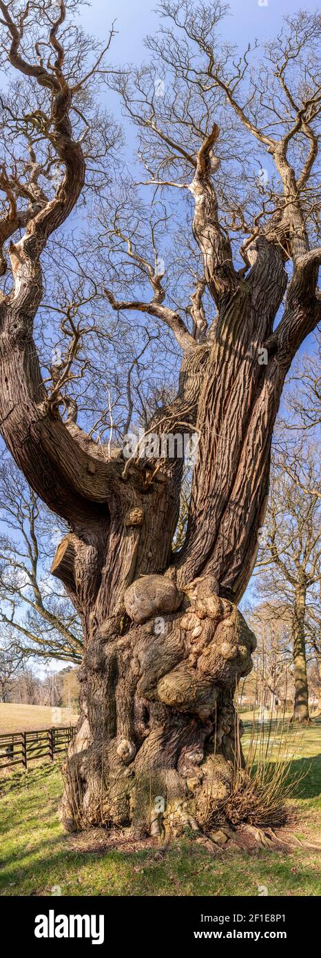 Large ancient tree at Gwysaney, near Mold, North Wales Stock Photo