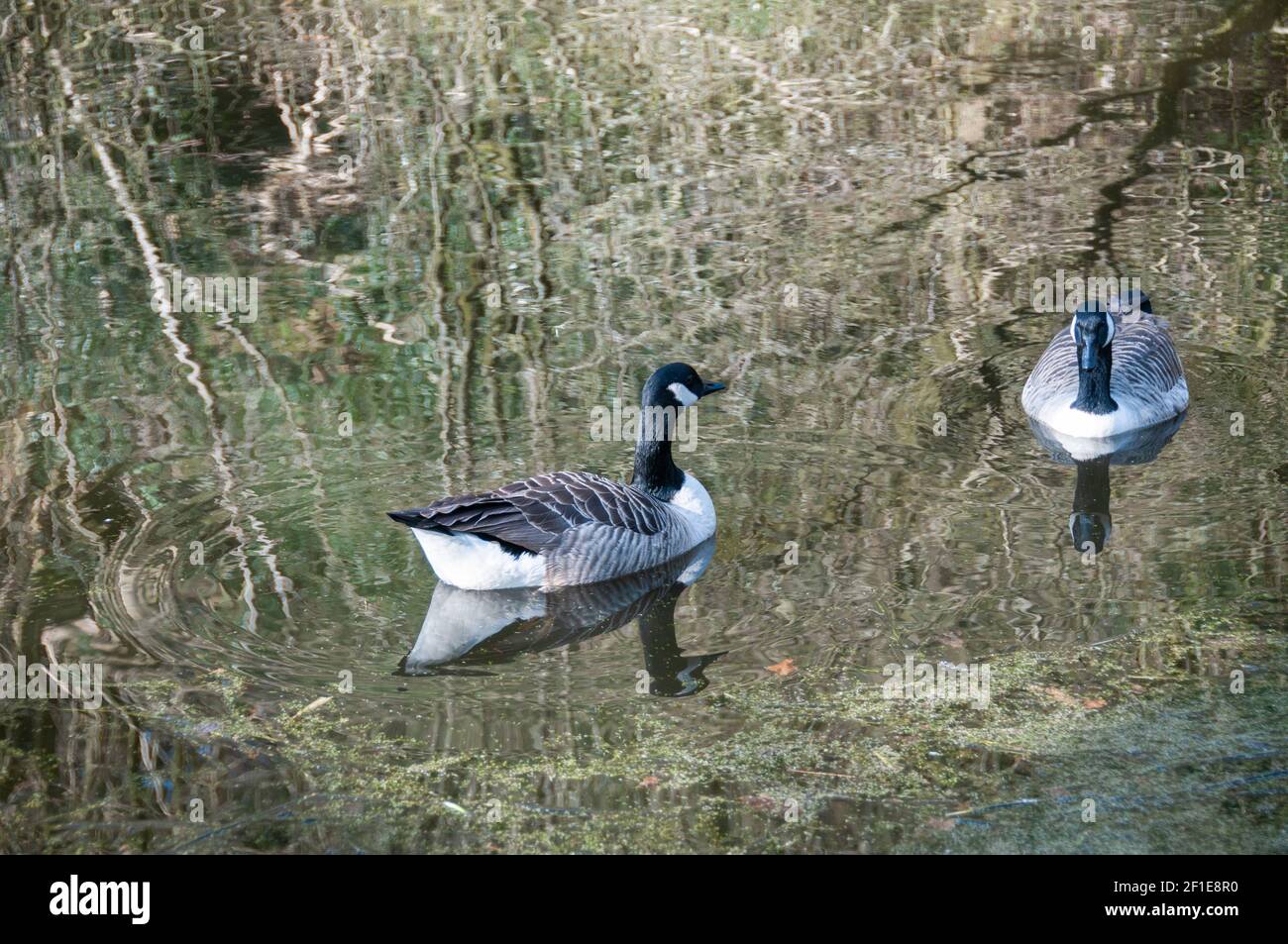 Around the UK - A pair of Canada Geese on the Leeds to Liverpool Canal near  Brindle, Lancashire, UK Stock Photo - Alamy
