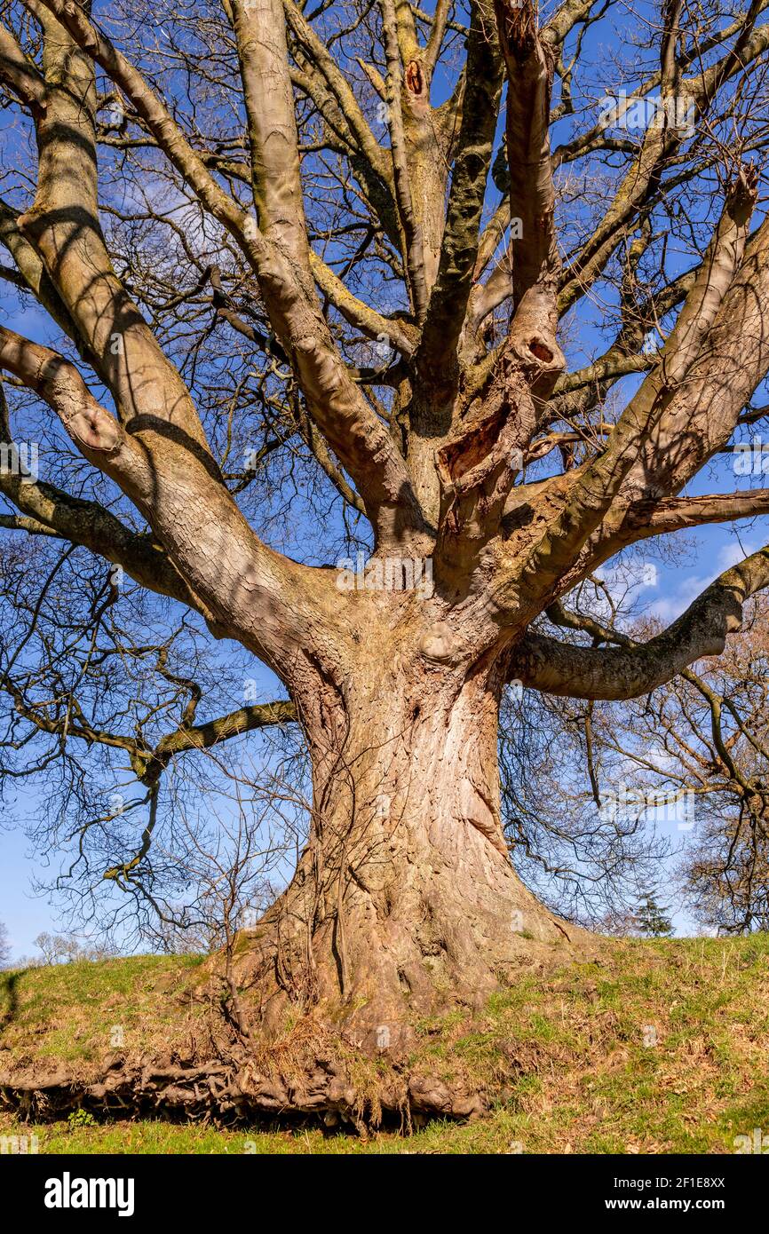 Large ancient tree at Gwysaney, near Mold, North Wales Stock Photo