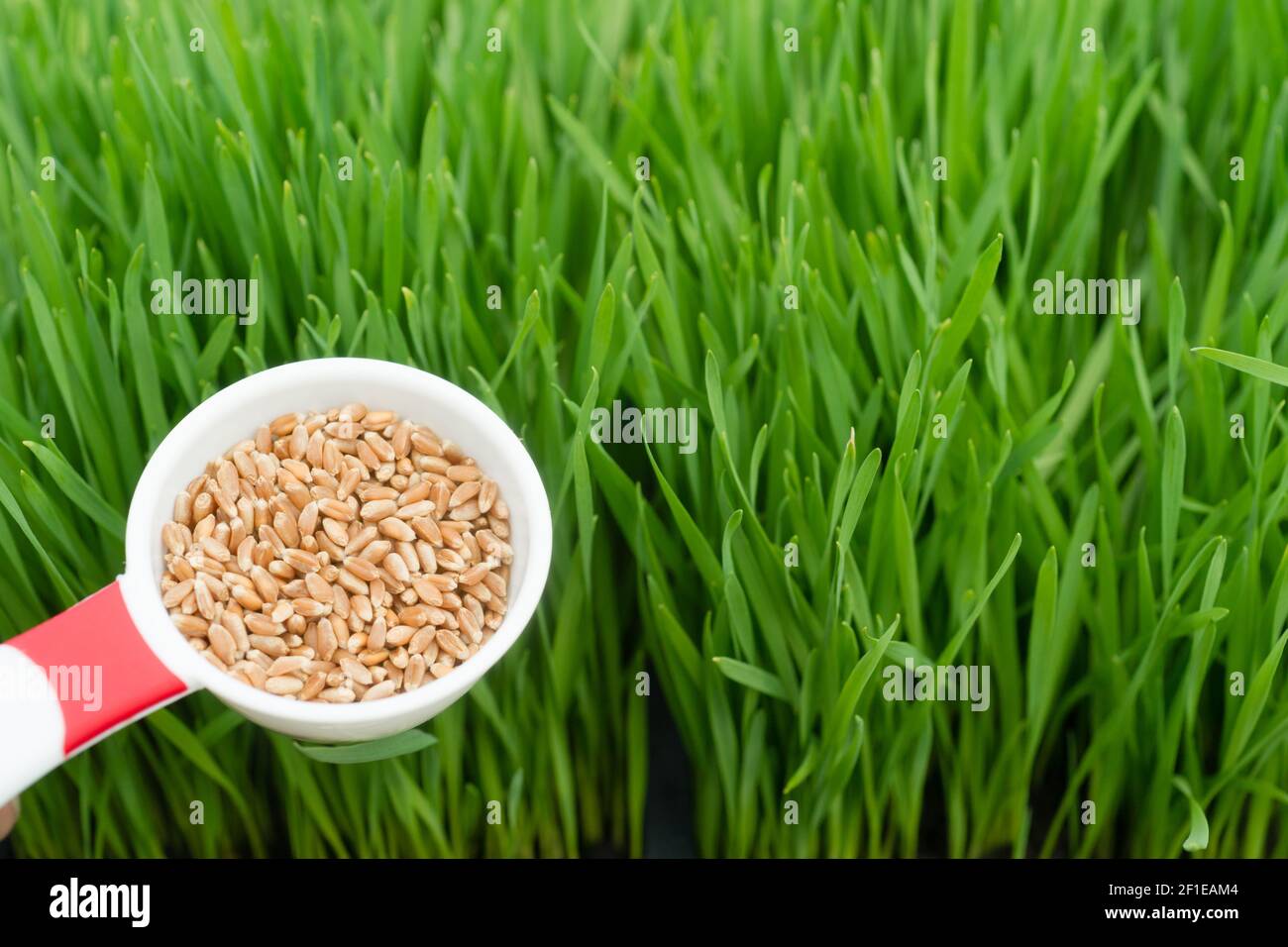 Microgreens Growing Panoramic Wheatgrass Blades Scoop Red Wheat Berries