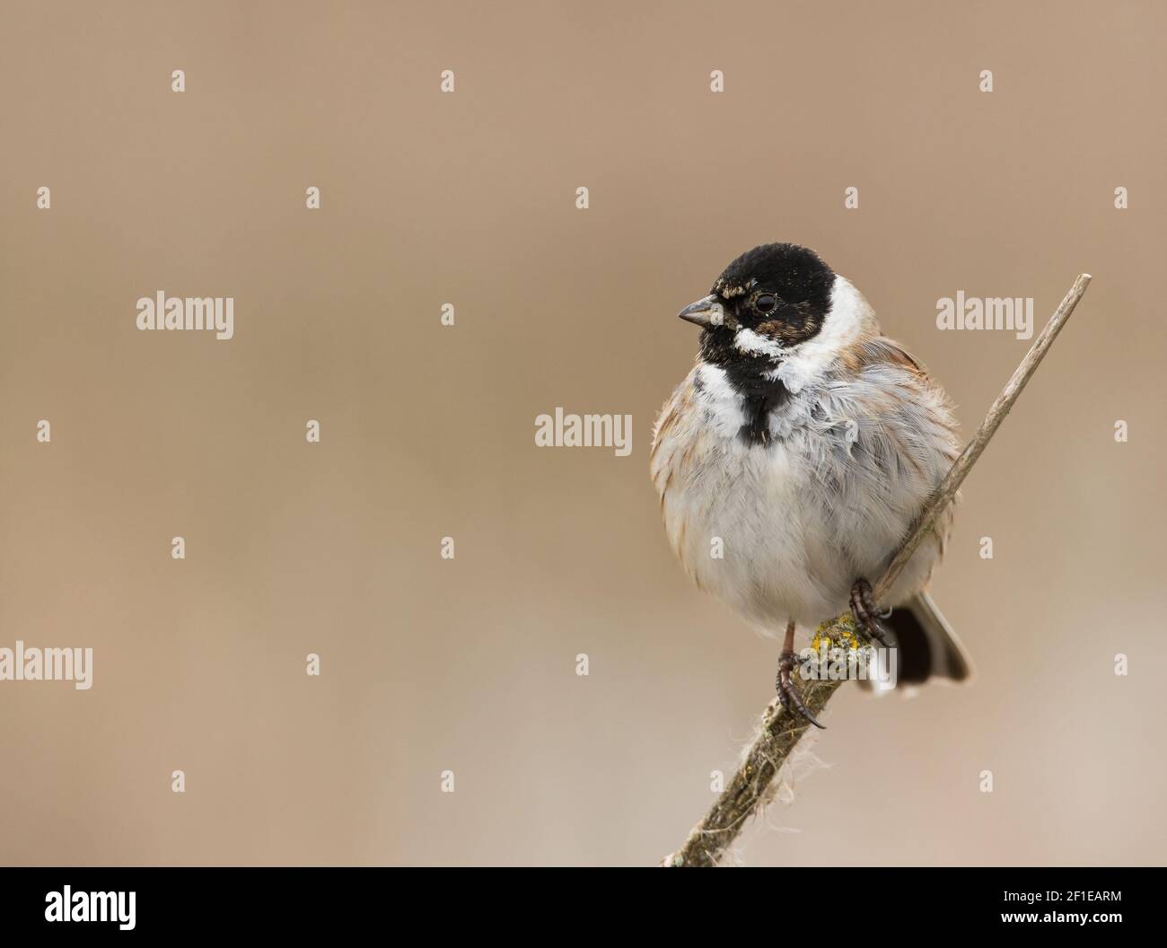 A male Reed Bunting (Emberiza schoeniclus) on reed mace Stock Photo
