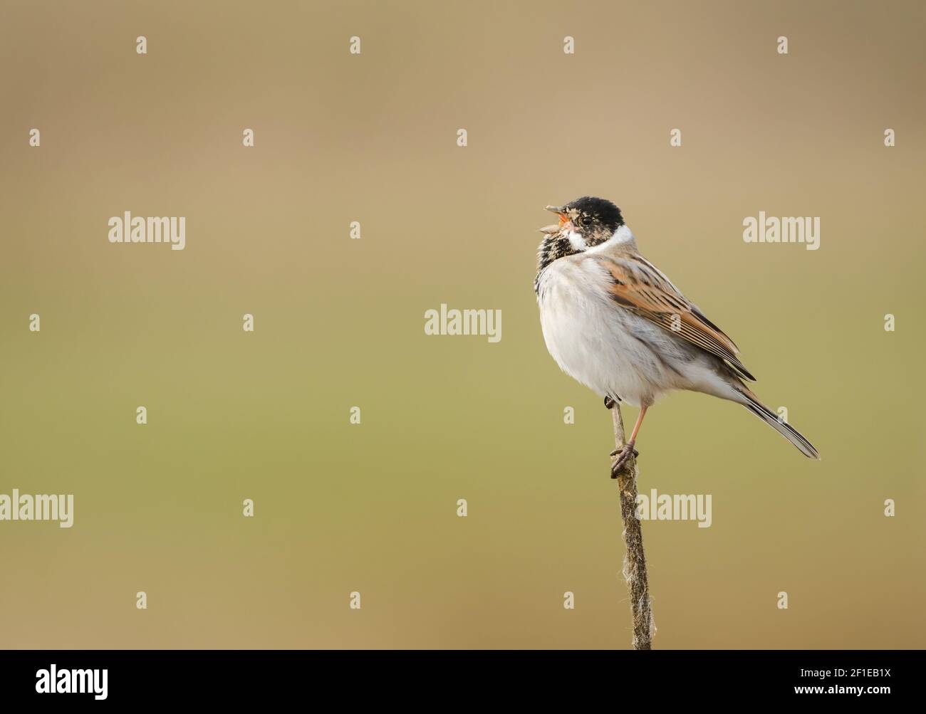 A male Reed Bunting (A male Reed Bunting (Emberiza schoeniclus) singing from a reed. Stock Photo