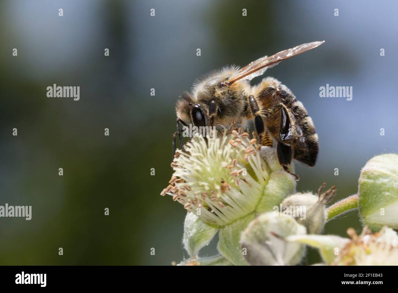 Honigbiene, Honig-Biene, Europäische Honigbiene, Westliche Honigbiene, Weibchen, Biene, Bienen, Apis mellifera, Apis mellifica, honey bee, hive bee, w Stock Photo