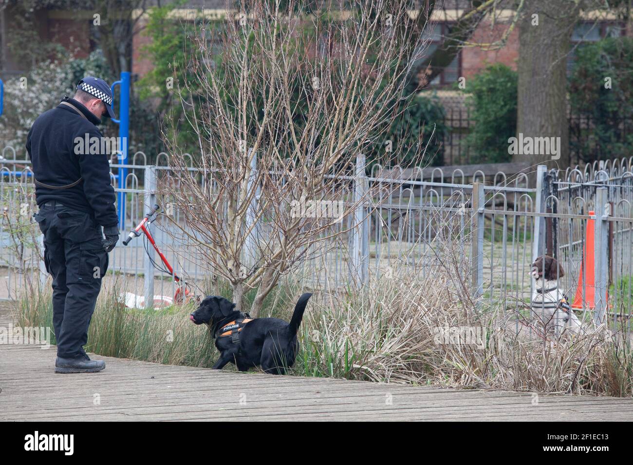 London, UK, 8 March 2021: Police sniffer dogs search for evidence relating to the disappearance of Sarah Everard, last seen on Poynders Road, Clapham, part of the A205  South Circular. Agnes Riley Gardens is on Poynders Road and was also searched by police sniffer dogs. Anna Watson/Alamy Live News Stock Photo