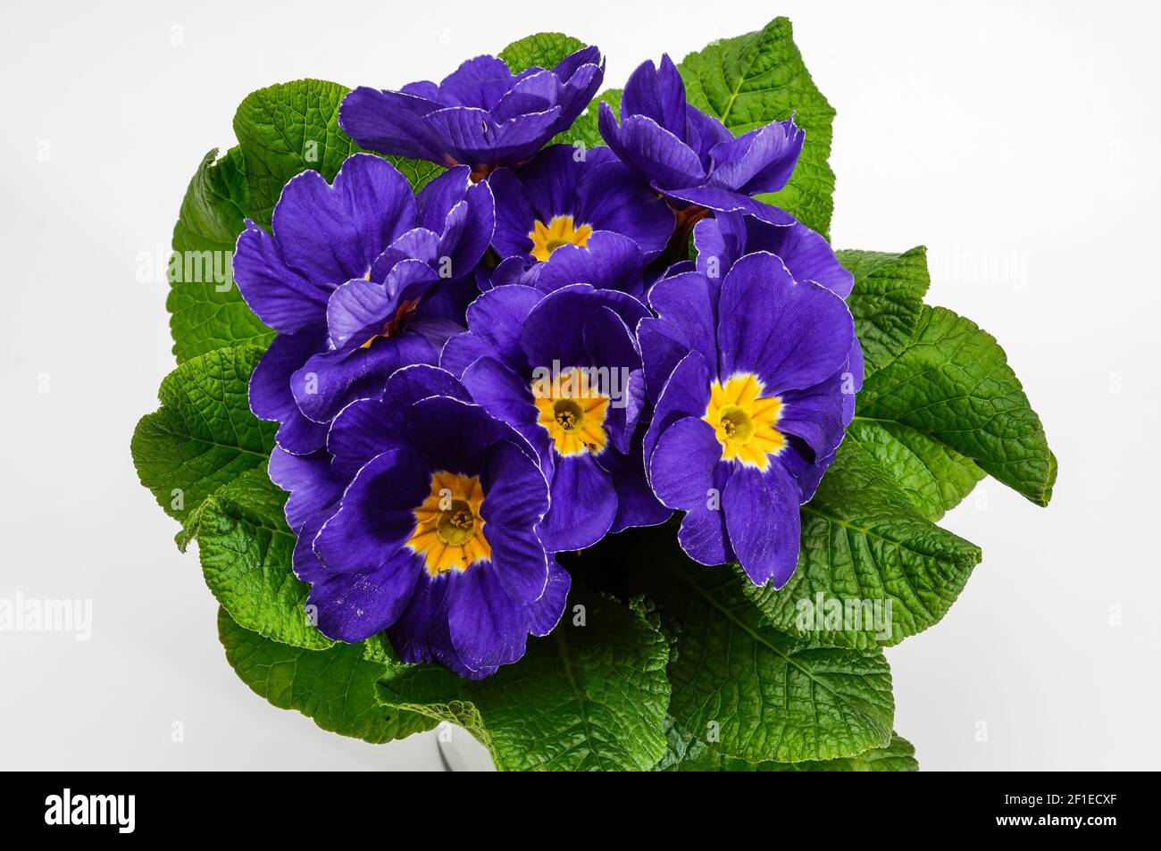 Primula vulgaris,Polyanthus or Primrose,variety Delft, colourful flowers in full bloom, photographed from a short distance, macro, flowers with blue p Stock Photo