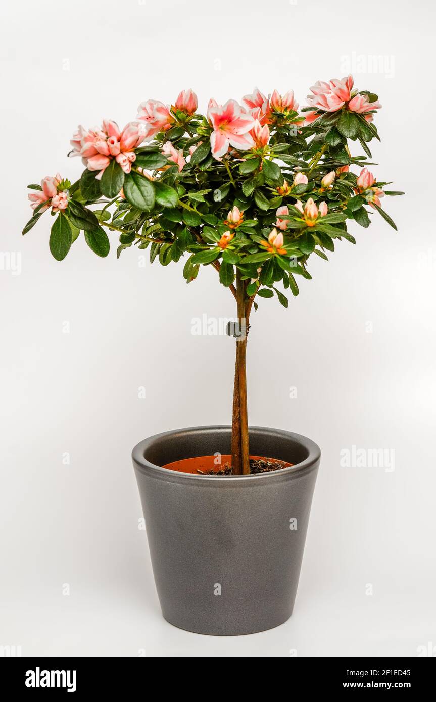Azalea,Rhododendron,young shoots with red and white flowers,Azalea on a trunk,bonsai,miniature tree in a pot on a light background Stock Photo