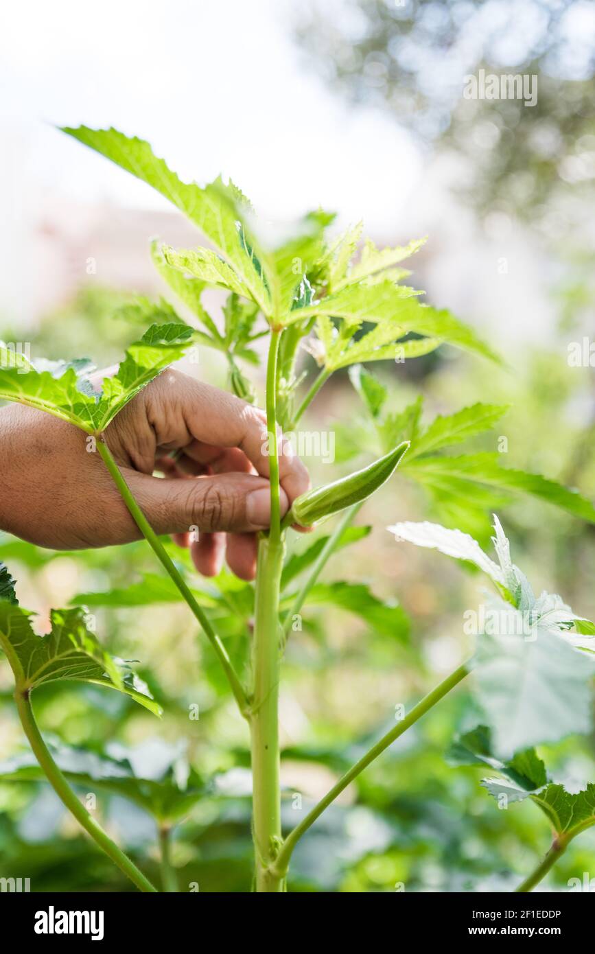 Man harvesting Okra, close up Stock Photo Alamy
