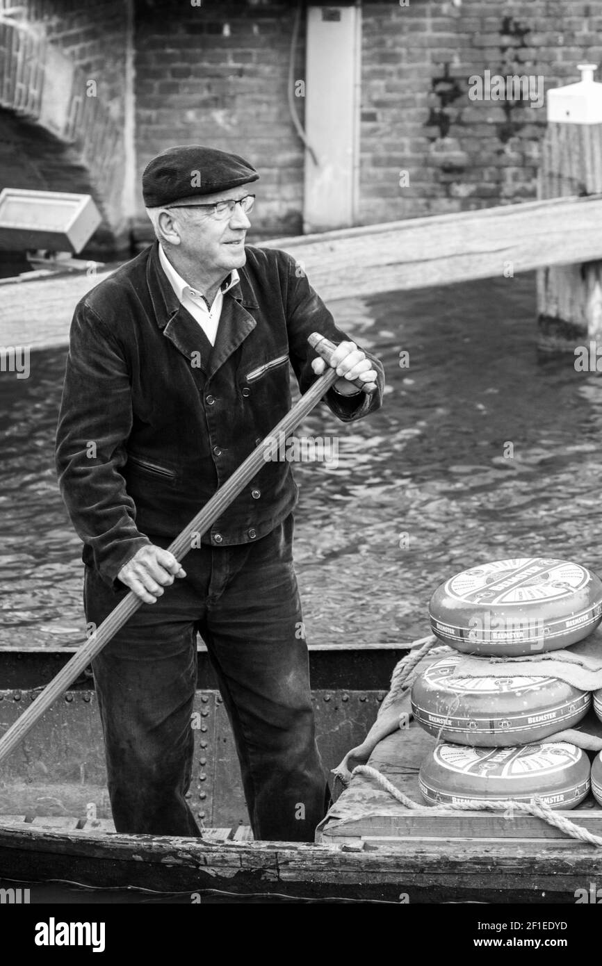 Netherlands, North Holland, Alkmaar. Man delivering yellow wheels of Dutch Cheese, by boat to cheese market. Stock Photo
