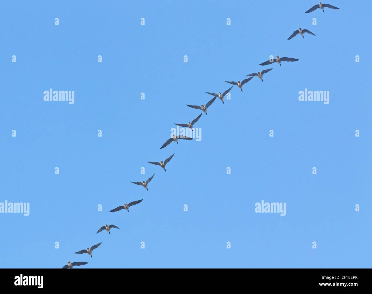 Pink footed geese in flight as they migrate in Spring in the UK. Stock Photo