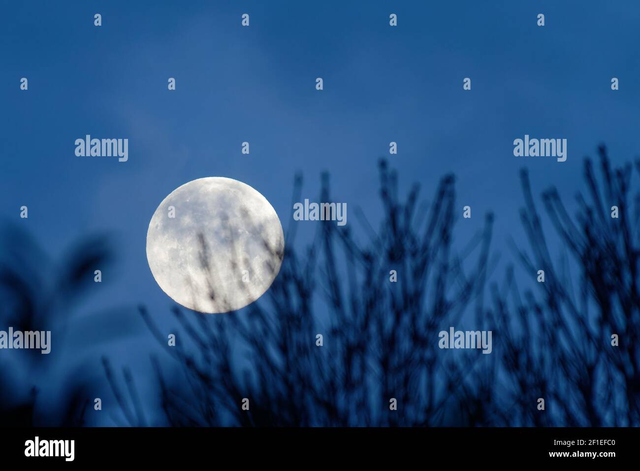 Close up of the full moon rising at night behind silhouettes of tree branches Stock Photo