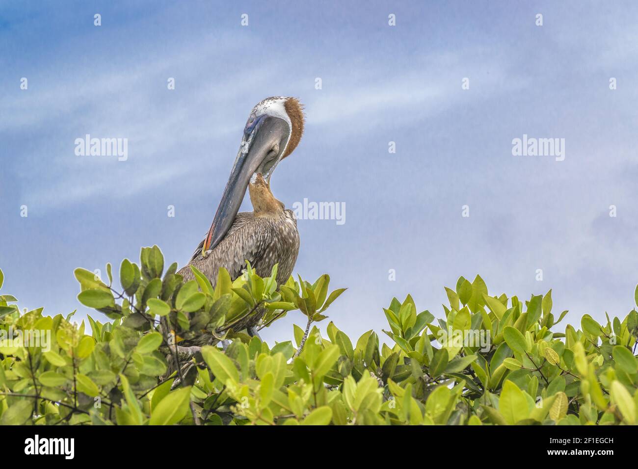 Big Pelican at Tree, Galapagos, Ecuador Stock Photo Alamy