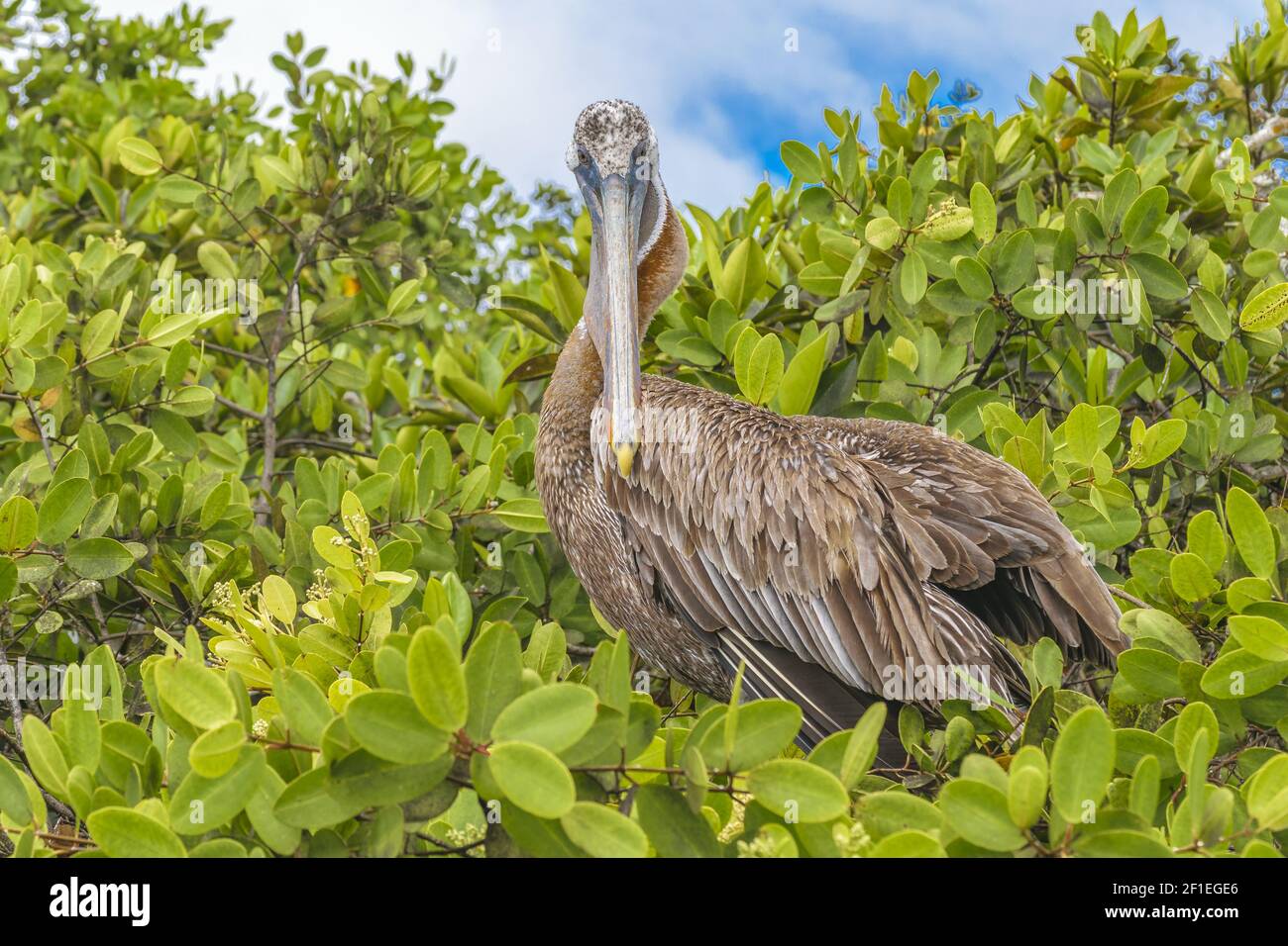 Big Pelican at Tree, Galapagos, Ecuador Stock Photo Alamy