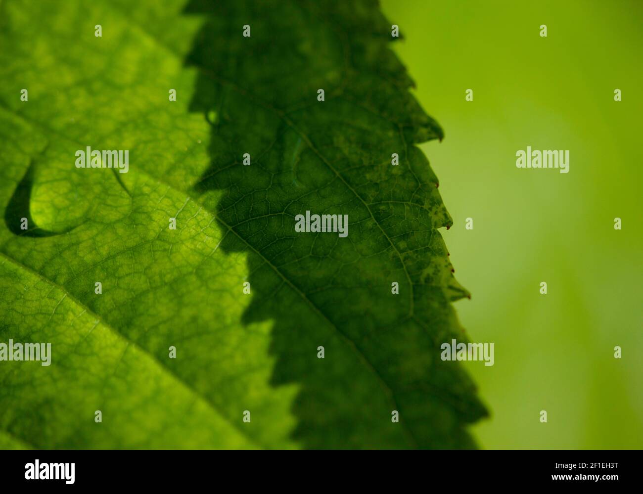 Green leaf and water drops. Abstract texture background Stock Photo - Alamy