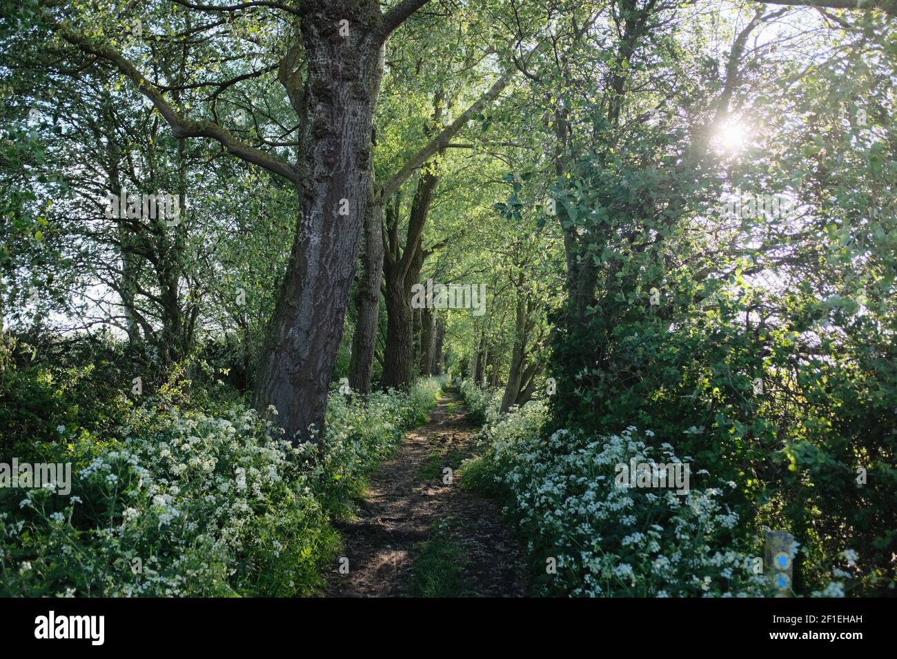 An avenue of trees in a woodland near the village of Over in
