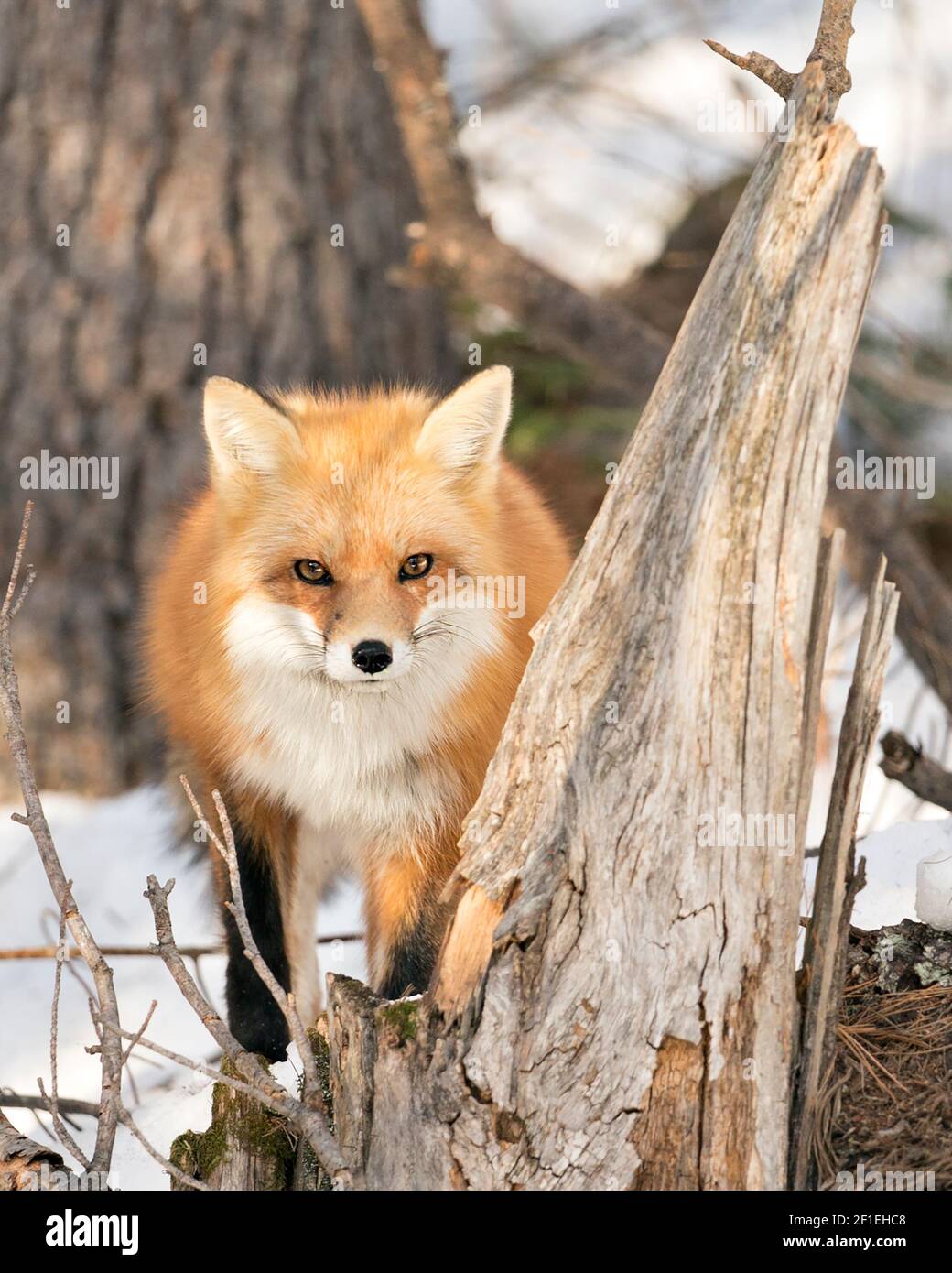 Red fox head shot close-up looking at camera in the winter season in its environment and habitat with snow forest background. Fox Image. Picture. Stock Photo