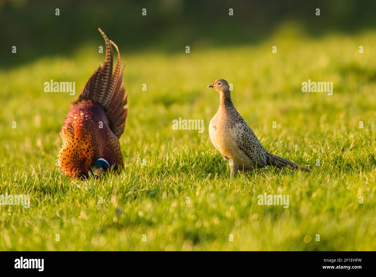 Rooster and Hen. Pair of Common Pheasant, Ring-necked Pheasant