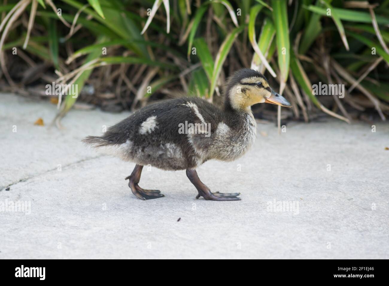 Five little ducks hi-res stock photography and images - Alamy