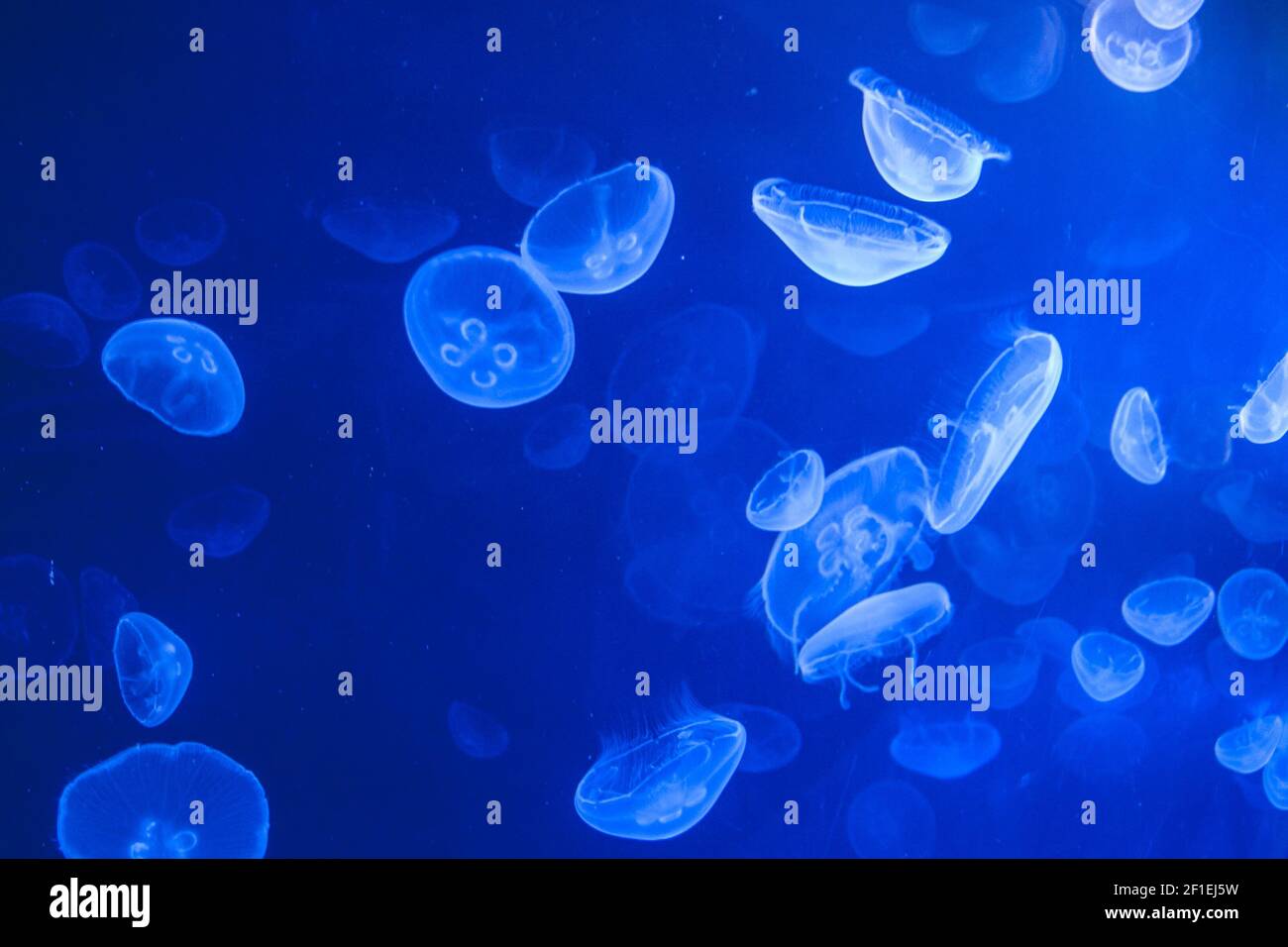 Sea Jellys, jellyfish Stock Photo