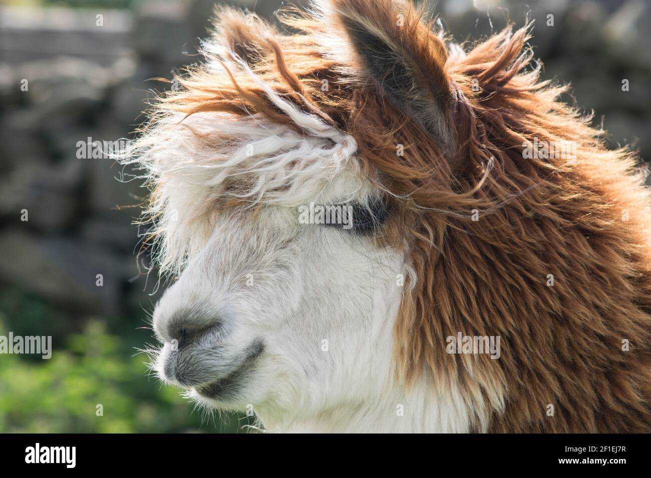 Brown and white shaggy alpaca in the sunshine Stock Photo
