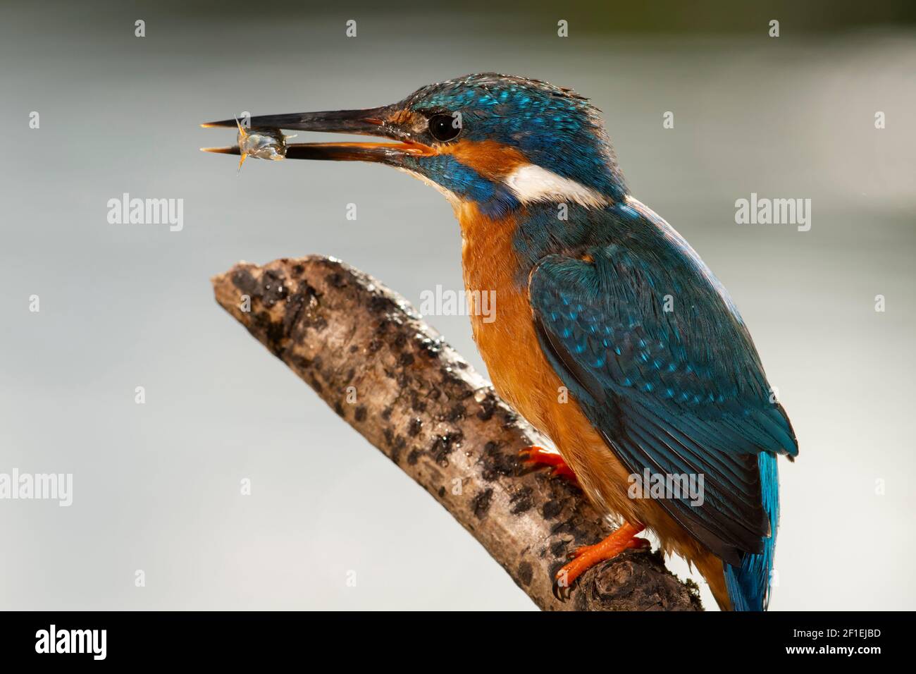 European kingfisher (Alcedo atthis), adult male, perching on stick with three-spined stickleback (Gasterosteus aculeatus) fish, Somerset, UK. Stock Photo