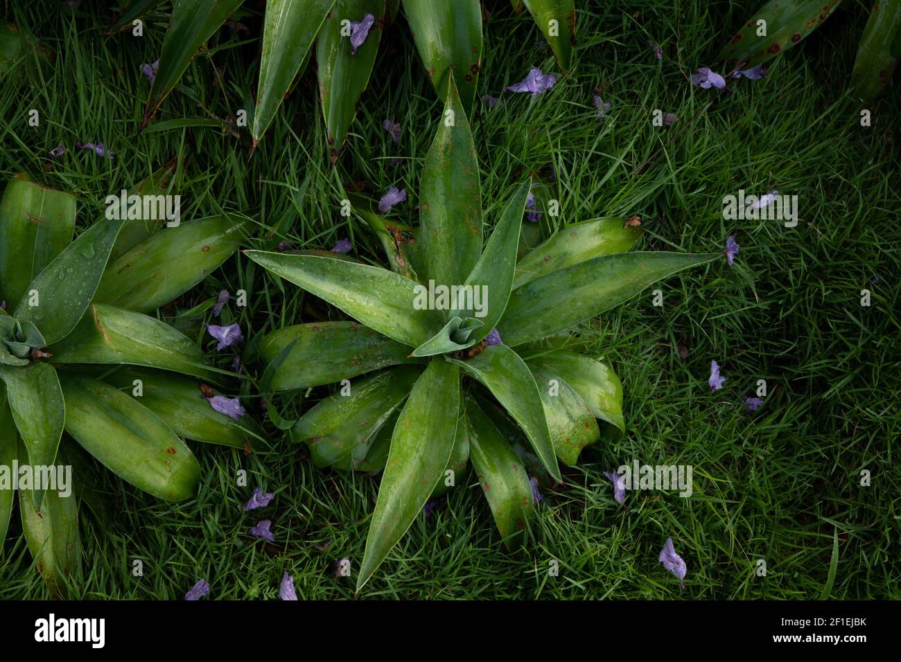 Top view of green bromeliads and purple flowers, with grass background Stock Photo
