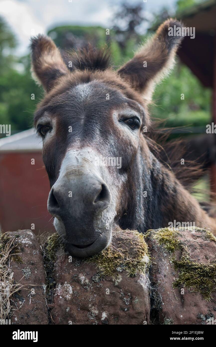 Curious donkey peering over a wall Stock Photo